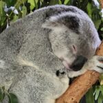 Sleep like a koala. Meet the wacky and wonderful animals of Australia at Lone Pine Koala Sanctuary.
