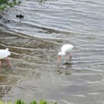 South Padre Island - A Birder's Paradise: White Ibis