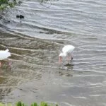 South Padre Island - A Birder's Paradise: White Ibis