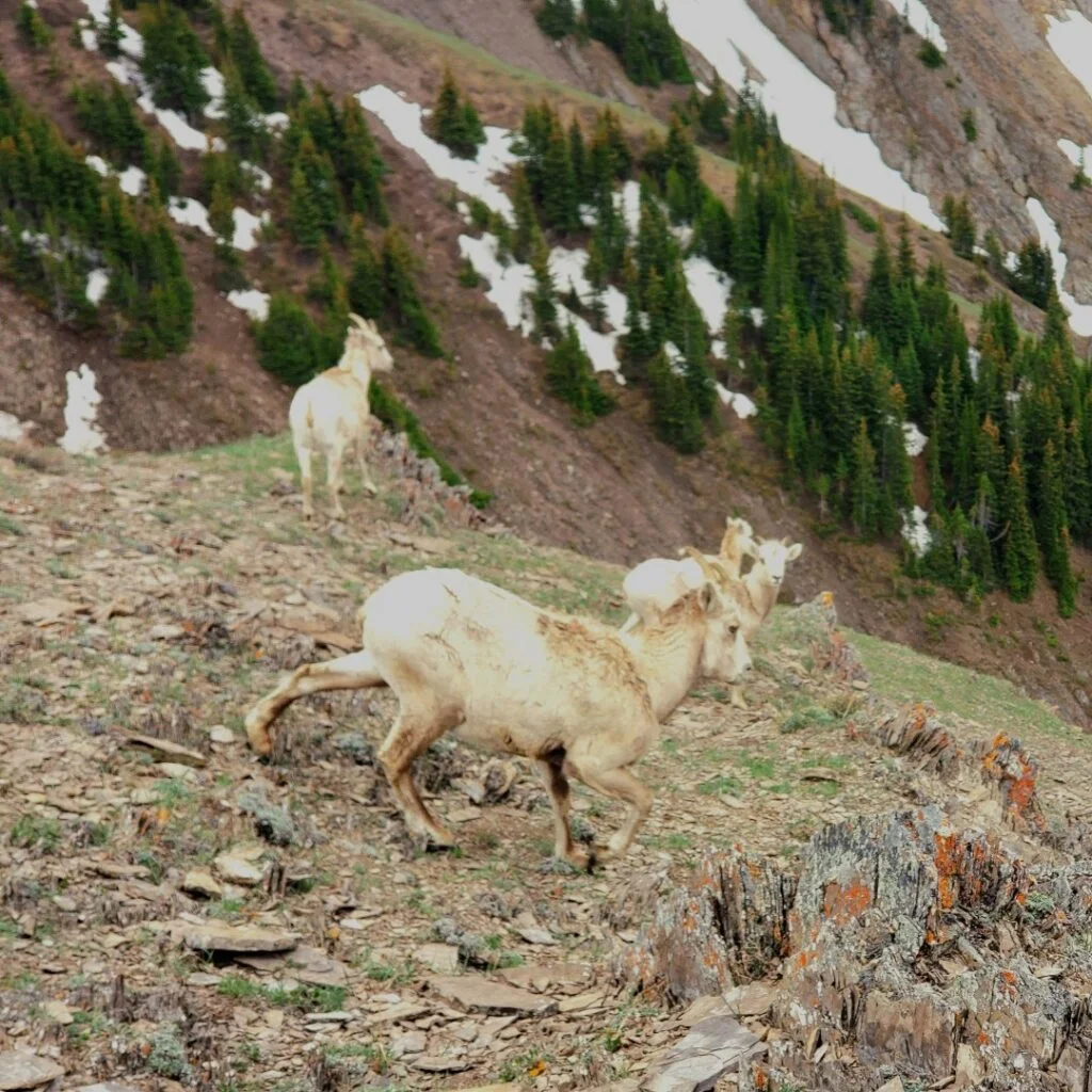 Stride to the summit of Opal Ridge! Keep an eye out for bighorn sheep on the mountainside.