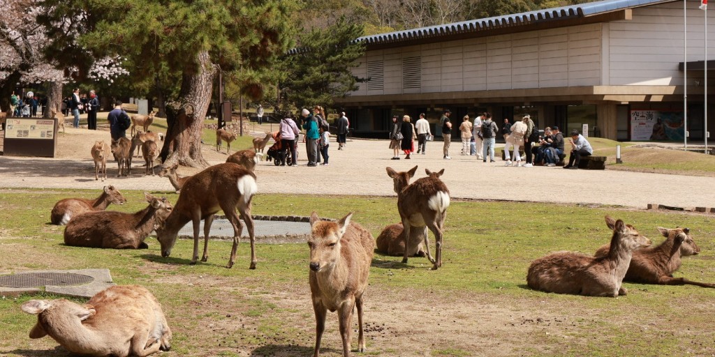 Discover the sacred deer of Nara Park!