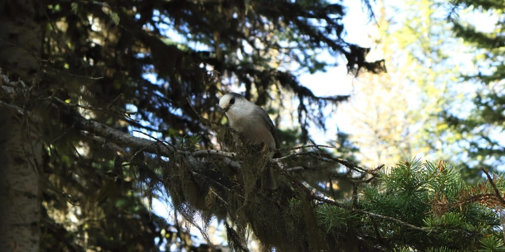 Birding in the Rockies: Three Beautiful Songbirds