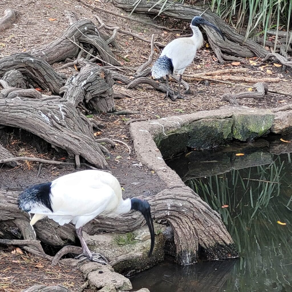 Two Australian Ibises by a pond in Australia.