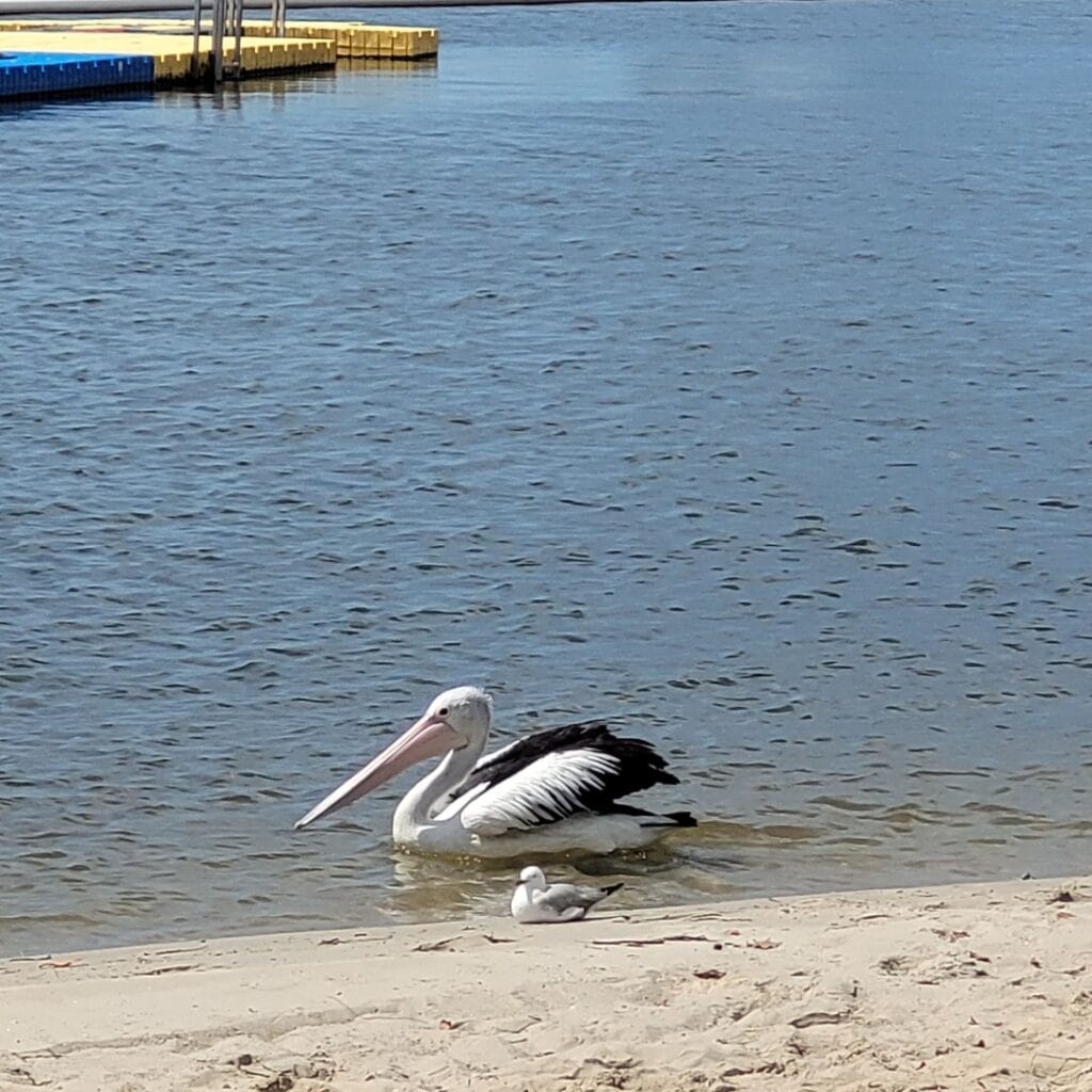 Australian Pelican beside a Seagull floating in water.