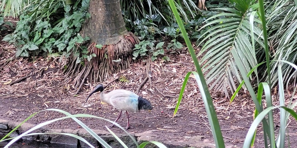 For the Love of Birding: Common Birds of Australia