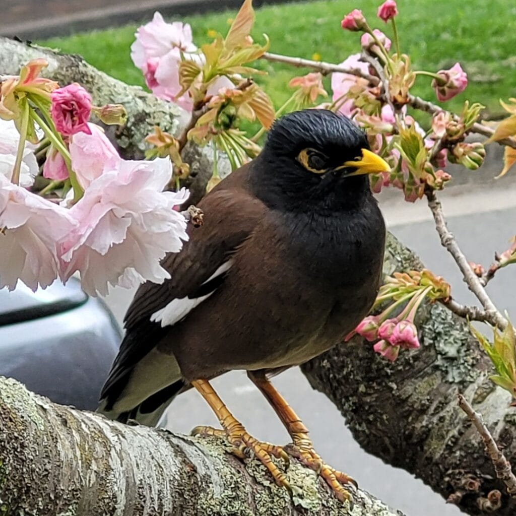 Common Myna perched on a tree in Australia.