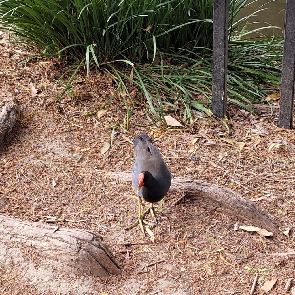 Dusky Moorhen in walking around tree roots in Australia.