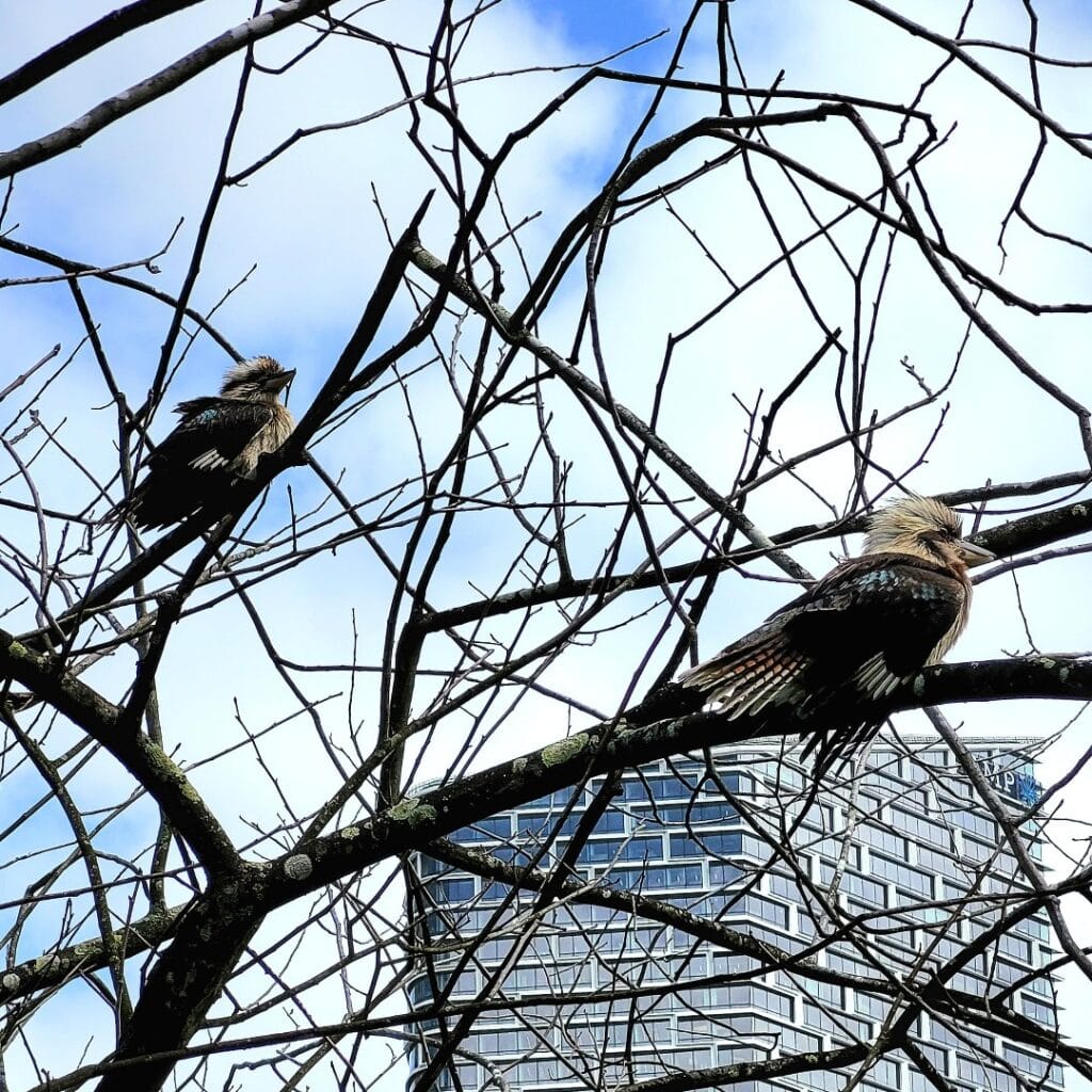Two Laughing Kookaburras perched in a tree in Sydney Australia.