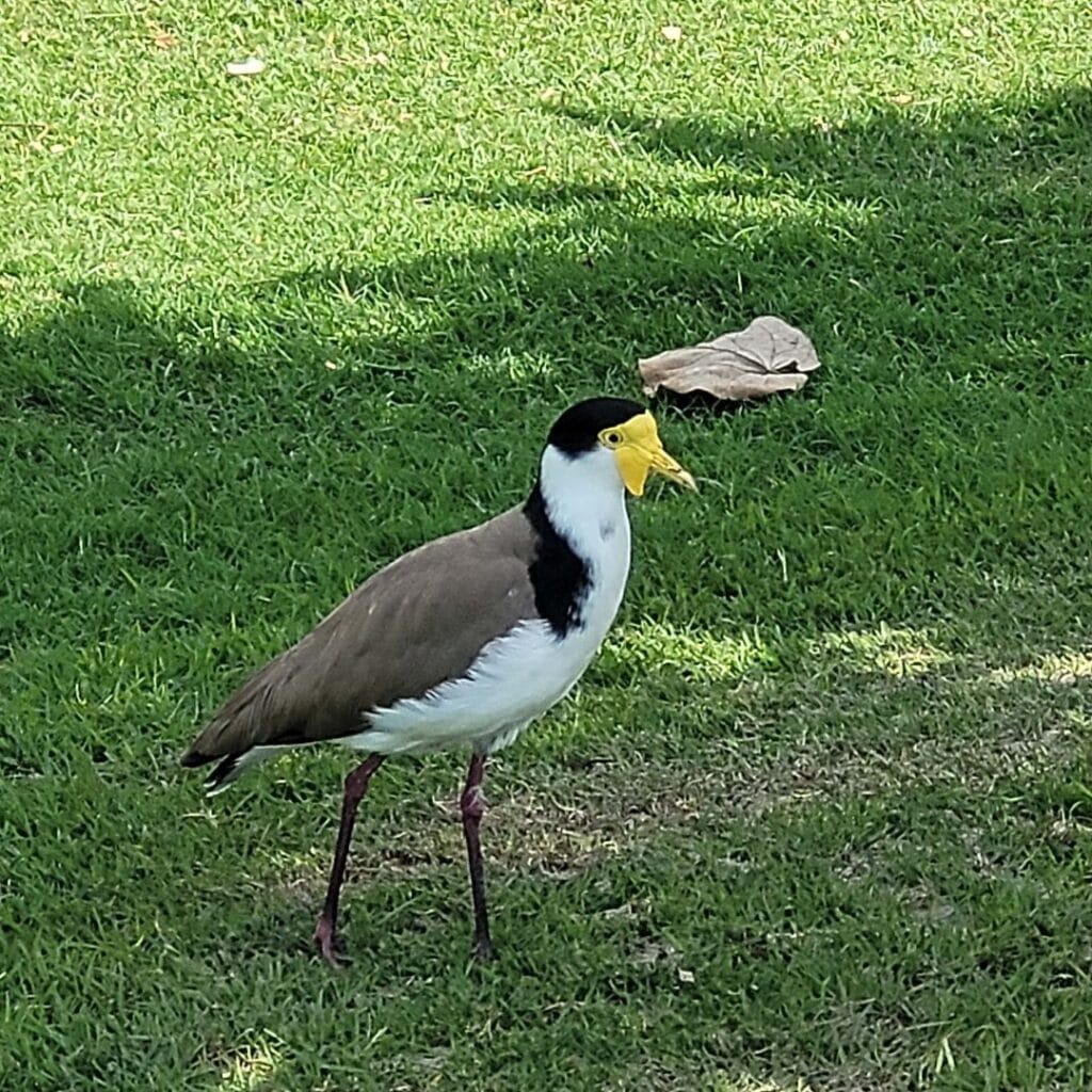 Masked Lapwing walking on grass.