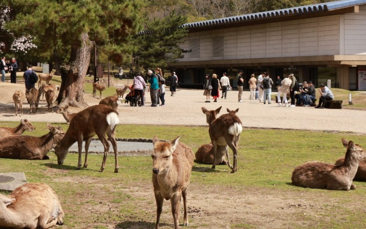 Discover the sacred deer of Nara Park!