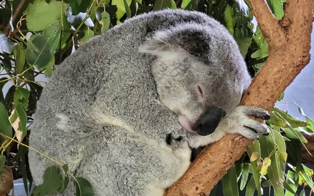 Sleep like a koala. Meet the wacky and wonderful animals of Australia at Lone Pine Koala Sanctuary. 